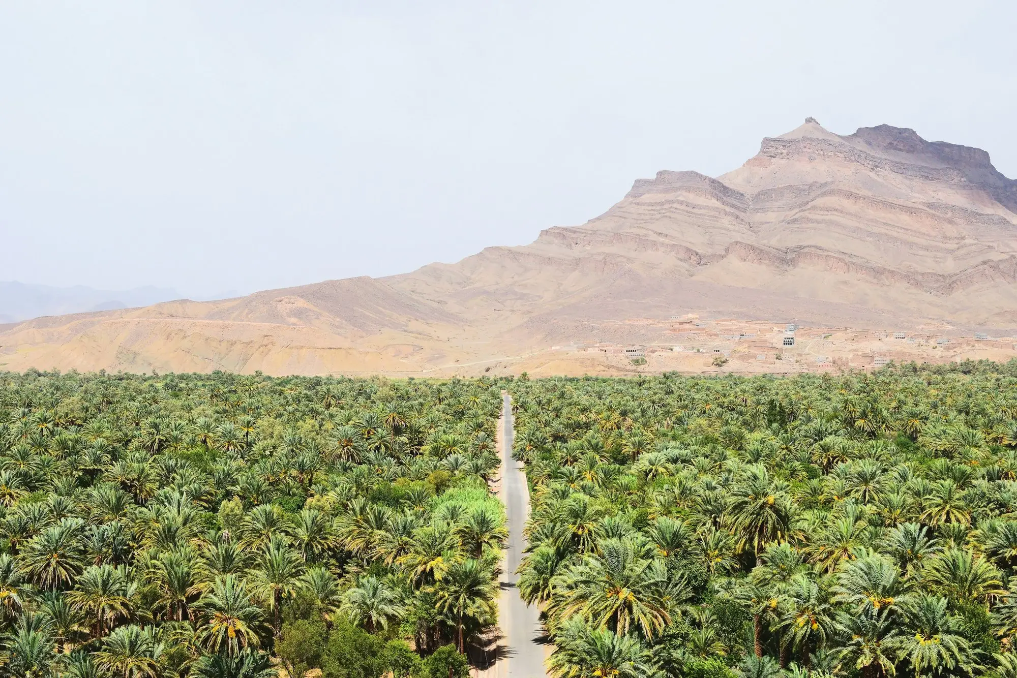 Une route à travers une palmeraie, au pied des montagnes du sud marocain